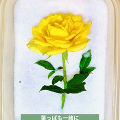 インテリア/スターチス/黄色薔薇/シリカゲル/ドライフラワー 黄色のミニ薔薇が
次々と咲いてくれていま…(1枚目)