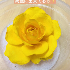 ハンドメイド/ドライフラワー/シリカゲル/薔薇/黄色 こちらは初めで咲いたひとつ目を
シリカゲ…(3枚目)