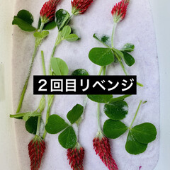 種まき栽培/シリカゲル/ドライフラワー/ストロベリーキャンドル🍓 種まきから栽培した
ストロベリーキャンド…(5枚目)