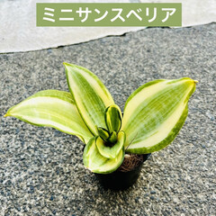 ¥100/ミニサンスベリア/ピレア・カディエレイ/ナチュラルキッチン/観葉植物 good morning🪴

¥100で…(3枚目)