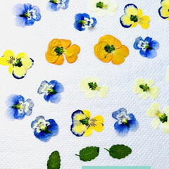 ビオラ/押し花作り/レンチン 作りたい物があって😅🎶🎵
今日は押し花を…(6枚目)