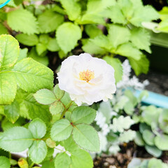 ガーデニング/ガーデン/ピンクが白になった/プリンセスオブインフィニティ/ピュアポエトリー/薔薇が咲いたよ 今年の5月に薔薇祭で購入した
ピュアポエ…(10枚目)