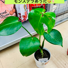 モンステラ/ダイソー たまたまダイソーさんで、たったひとつだけ…