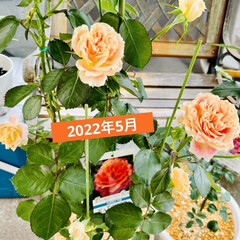 ガーデニング/ガーデン/ピンクが白になった/プリンセスオブインフィニティ/ピュアポエトリー/薔薇が咲いたよ 今年の5月に薔薇祭で購入した
ピュアポエ…(5枚目)