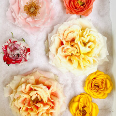 ピンク・エリザベス・アーデン/ピュアポエトリー/ハンドメイド/ドライフラワー/シリカゲル せっかく素敵に咲いた薔薇達🌹

なんとか…(4枚目)