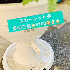 ¥100/見切り品/多肉植物 我が家に新しいお仲間達💕💕💕

フリルエ…(3枚目)