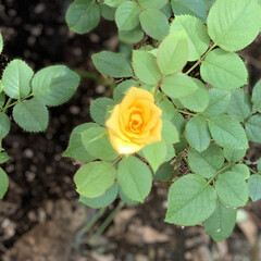小薔薇 以前鉢植えで購入した黄色の小薔薇が
駄目…(5枚目)