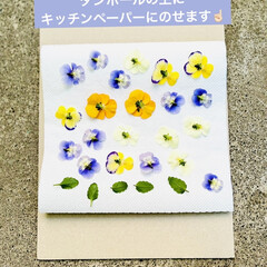 ビオラ/押し花作り/レンチン 作りたい物があって😅🎶🎵
今日は押し花を…(3枚目)