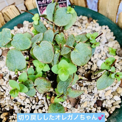 復活/枯れた鉢植えの紫陽花/オレガノケントビューティー/切り戻し/種蒔きからのセンニチコウ 切り戻しをしてみたオレガノちゃん
ちょう…
