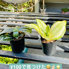 ¥100/ミニサンスベリア/ピレア・カディエレイ/ナチュラルキッチン/観葉植物 good morning🪴

¥100で…(1枚目)