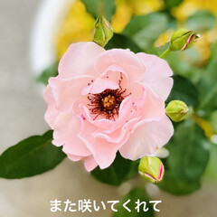 開花/ガーデニング/ハンドメイド/ハーバリウム ピンク・エリザベス・アーデン

蕾から2…(1枚目)