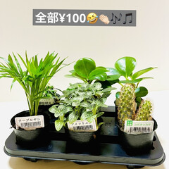 入荷/観葉植物/多肉植物/¥100均レモン/クオリティ高い/フィットニア/... みて下さ〜い🙌🏻🤣🪴🪴🪴

¥100均レ…(2枚目)