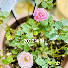ガーデニング/ガーデン/ピンクが白になった/プリンセスオブインフィニティ/ピュアポエトリー/薔薇が咲いたよ 今年の5月に薔薇祭で購入した
ピュアポエ…(8枚目)