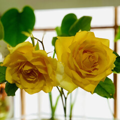 ハンドメイド/ドライフラワー/シリカゲル/薔薇/黄色 こちらは初めで咲いたひとつ目を
シリカゲ…(4枚目)