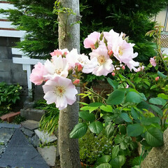 ガーデニング/バラ 四季咲きのバラが咲きました🎵
薄いピンク…(1枚目)