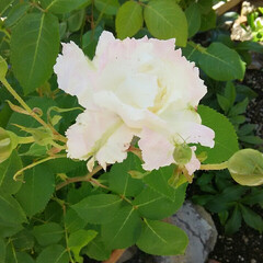 ガーデニング/ミモザ/バラ バラが咲きました

白くて可愛い🎵

ミ…(3枚目)