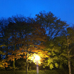道立近代美術館前/秋 晩秋の夕暮れ
小雨の降る中で、美しい秋を…(4枚目)