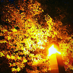 道立近代美術館前/秋 晩秋の夕暮れ
小雨の降る中で、美しい秋を…(2枚目)