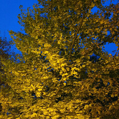道立近代美術館前/秋 晩秋の夕暮れ
小雨の降る中で、美しい秋を…(5枚目)