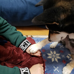 柴犬/黒柴犬/おやつ/犬とゲーム/ペット/犬 「さぁ~どっちだ❓」
娘が両手のどちらか…