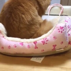 ペット/猫 にゃんベッドを置いたら…
モミモミが始ま…(2枚目)