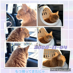 降りない❣️/お外にゃ興味津々/ミッキー/混ぜ混ぜヨーグルトハマり中😁/セブンスィーツ/セブンイレブン/... おはようございます☀
今日ミッキーお出…