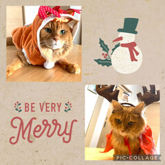 手作りクリスマスブーツ/コンコンブル大好き/コンコンブルクリスマスシリーズ/猫大好き こんにちは😃

Merry Xmas🎄🎁…(4枚目)