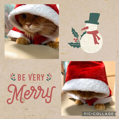手作りクリスマスブーツ/コンコンブル大好き/コンコンブルクリスマスシリーズ/猫大好き こんにちは😃

Merry Xmas🎄🎁…(2枚目)