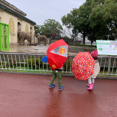 動物園 今日は孫ちゃんとあいにくの雨ですが。
動…(2枚目)