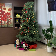 クリスマスツリー 私が通院してる整形外科と内科の待合室に飾…(1枚目)