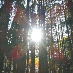 風景/旅行/旅 北海道函館市の香雪園での紅葉です。とても…(2枚目)