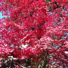 風景/旅行/旅 北海道函館市の香雪園での紅葉です。とても…(8枚目)