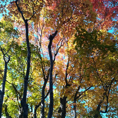風景/旅行/旅 北海道函館市の香雪園での紅葉です。とても…(7枚目)