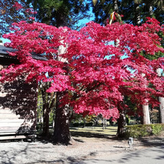 風景/旅行/旅 北海道函館市の香雪園での紅葉です。とても…(6枚目)
