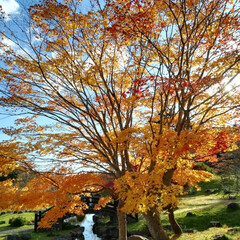 風景/旅行/旅 北海道函館市の香雪園での紅葉です。とても…(4枚目)