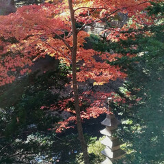 風景/旅行/旅 北海道函館市の香雪園での紅葉です。とても…(5枚目)