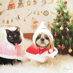 シーズー/黒猫/クリスマス/クリスマスツリー/ペット/犬/... シーズー犬ひよりと黒猫の月です。クリスマ…(1枚目)