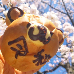 令和パン/おでかけワンショット 令和パンと桜の融合！新しい春と歴史の幕開…(1枚目)