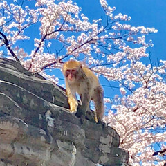 お猿さん/平成最後の一枚 猿山のお猿さんもぽかぽか陽気と桜の満開に…(1枚目)