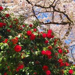 春爛漫/平成最後の一枚 春爛漫🌸🌺桜と雪椿が満開🌸🌺素敵😍(1枚目)