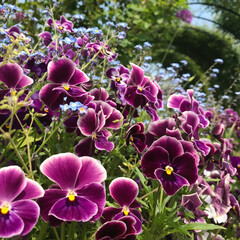 パンジー/おでかけワンショット ガーデンに紫のパンジーと水色の小さい花が…(1枚目)