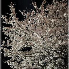 仕事帰り/仕事/デスクワーク/新年度/春の一枚/夜桜/... 職場のデスクに座って、右向くとこの桜🌸
…(1枚目)