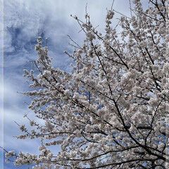 仕事帰り/仕事/デスクワーク/新年度/春の一枚/夜桜/... 職場のデスクに座って、右向くとこの桜🌸
…(2枚目)