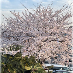 仕事帰り/仕事/デスクワーク/新年度/春の一枚/夜桜/... 職場のデスクに座って、右向くとこの桜🌸
…(3枚目)