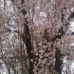 満開/散歩/桜/春のフォト投稿キャンペーン/ありがとう平成/フォロー大歓迎/... やっと地元の桜も満開。(2枚目)