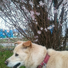 満開/散歩/桜/春のフォト投稿キャンペーン/ありがとう平成/フォロー大歓迎/... やっと地元の桜も満開。(1枚目)