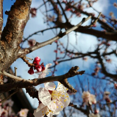 梅 桜🌸の投稿が多くなるなか

満開の梅を載…(2枚目)