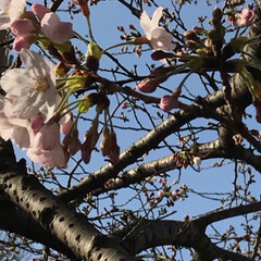 桜/おでかけ/風景/春の一枚 出勤で毎日通る公園です。
先日の暖かい日…(1枚目)