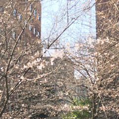 桜/おでかけ/風景/春の一枚 出勤で毎日通る公園です。
先日の暖かい日…(2枚目)
