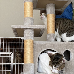 猫/ペット/ペットのいる暮らし/猫のいる暮らし/ねこ/猫のいる生活/... 新しいキャットタワーを安く譲っていただき…(1枚目)